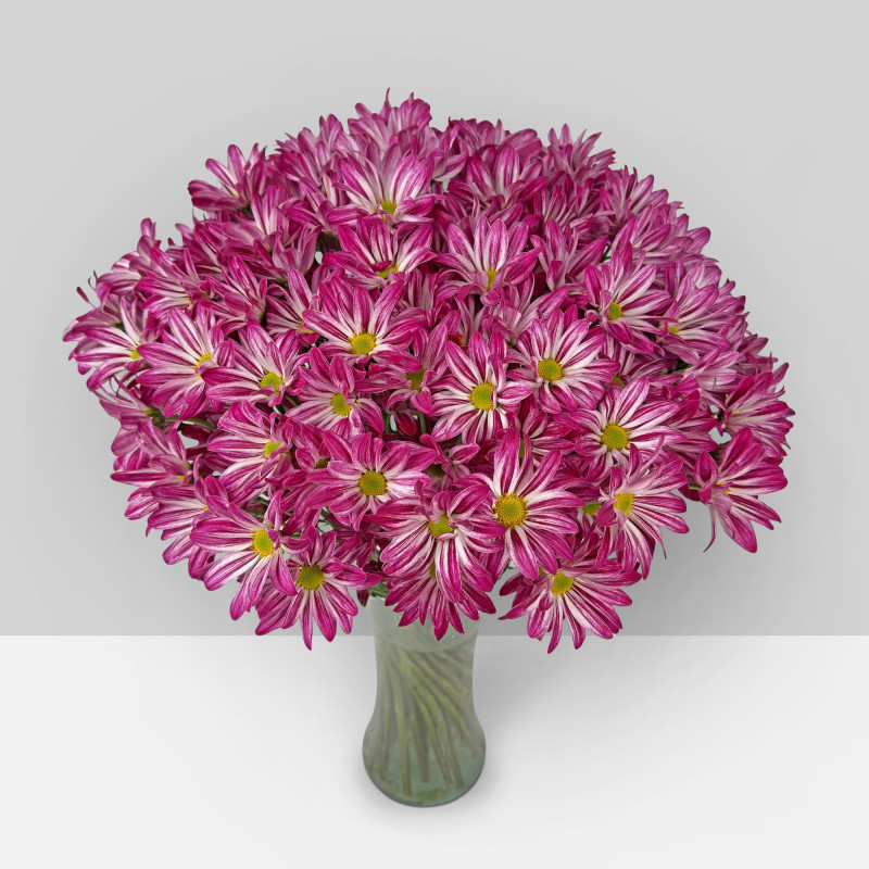 Spray chrysanthemums