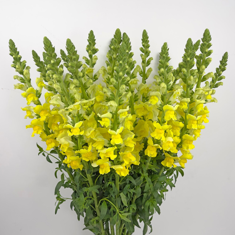 Snapdragon