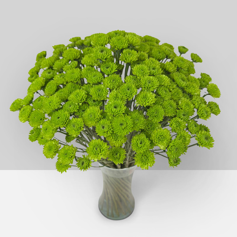 Spray chrysanthemums