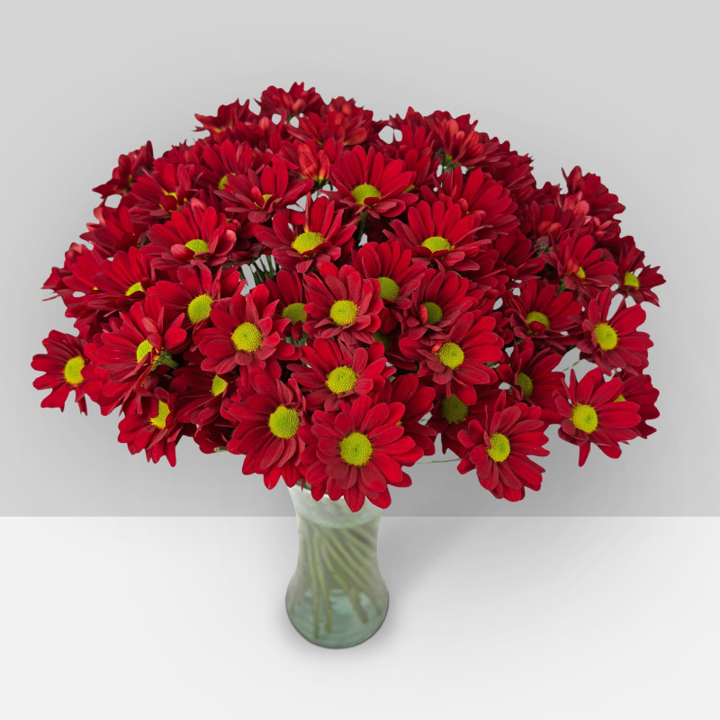 Spray chrysanthemums