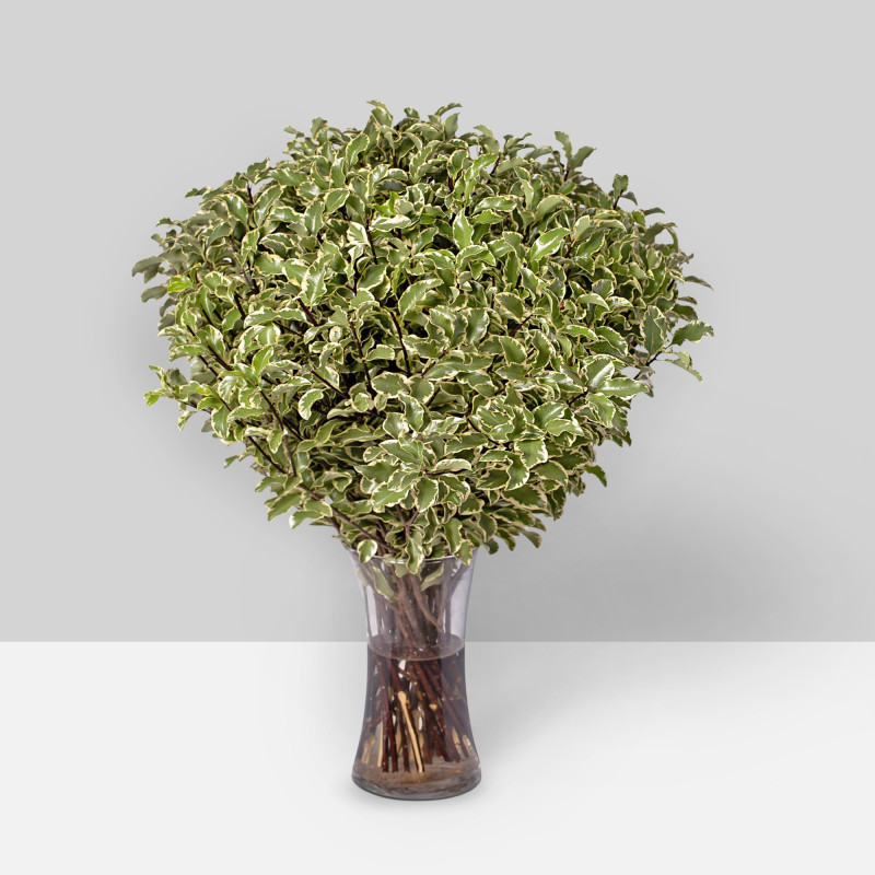 Italian Pittosporum