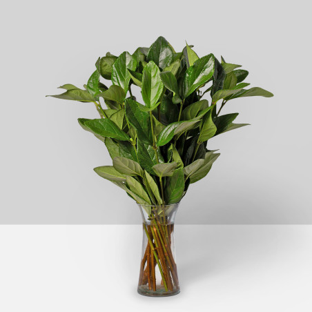 GREENS AND FILLERS