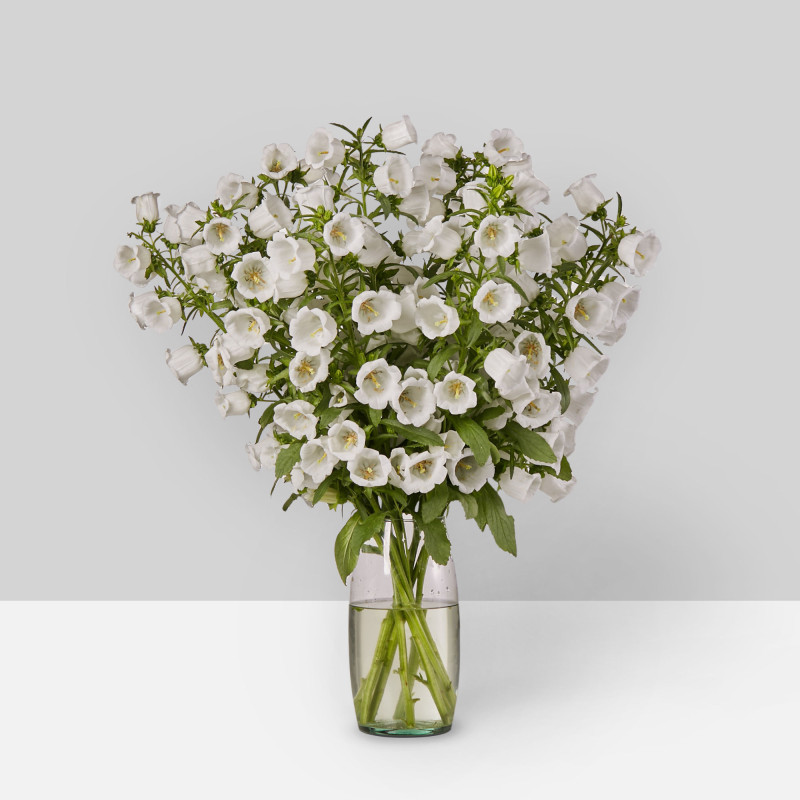 Campanula