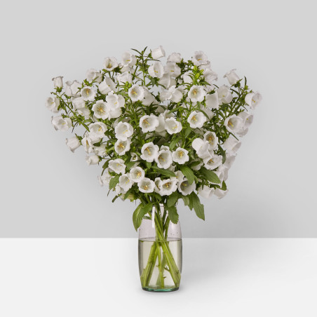 Campanula