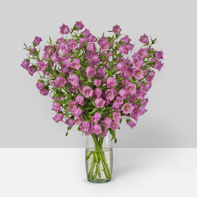 Campanula