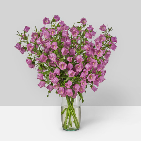 Campanula