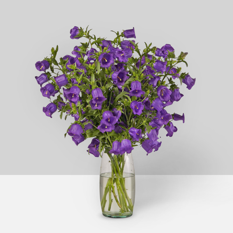 Campanula