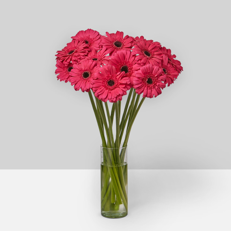 Gerbera