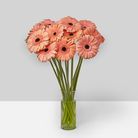 Gerbera