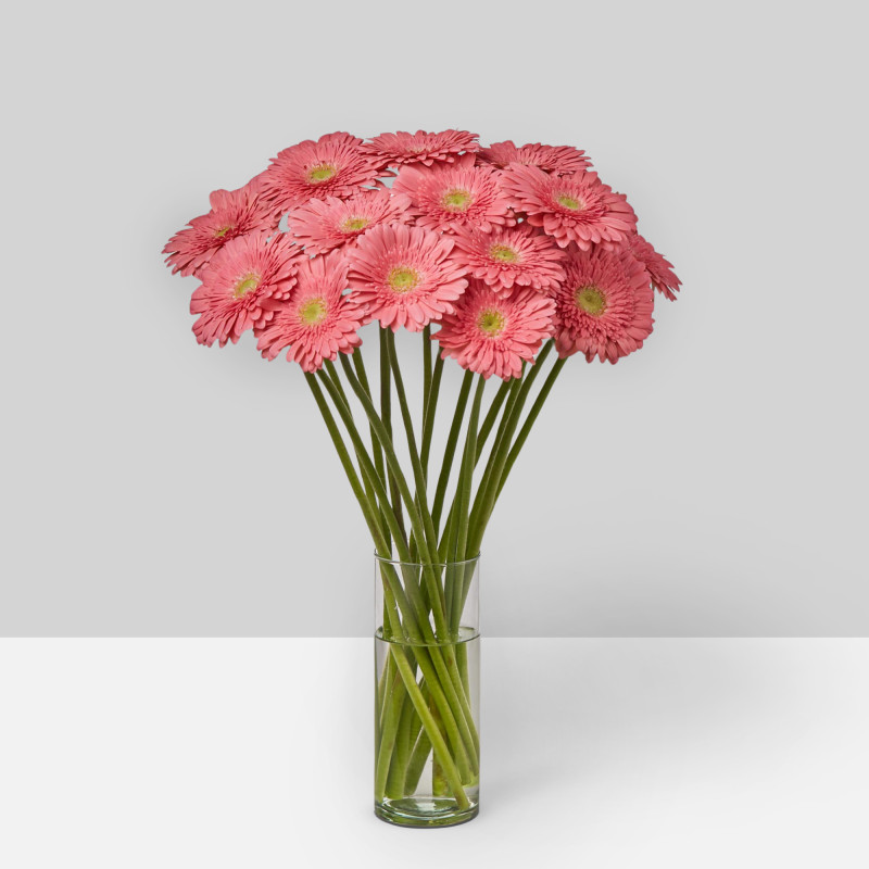 Gerbera