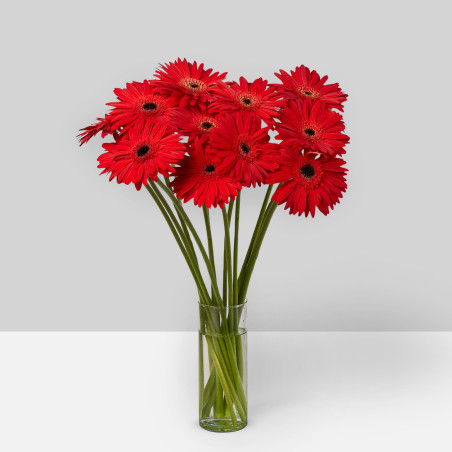 Gerbera