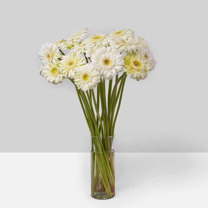 Gerbera