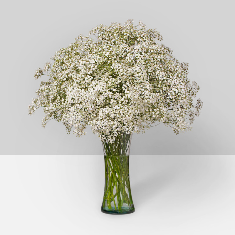 Gypsophila Million Stars