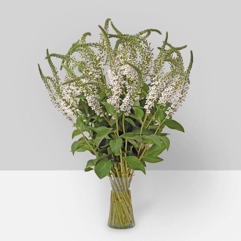 Lysimachia