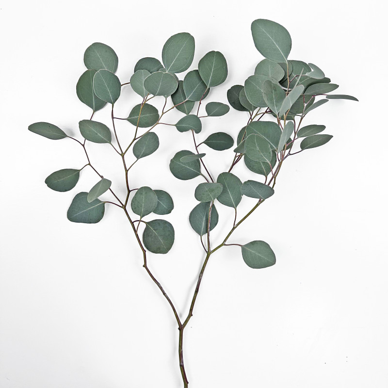 Eucalyptus Silver Dollar