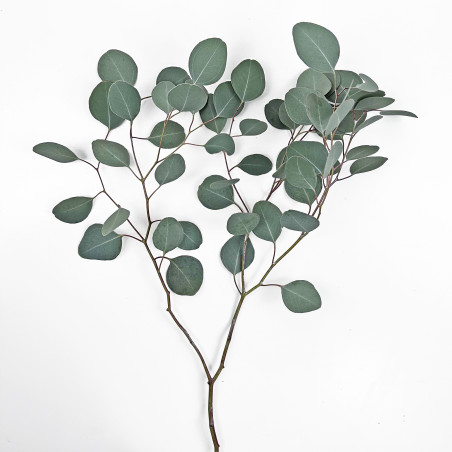 Eucalyptus Silver Dollar