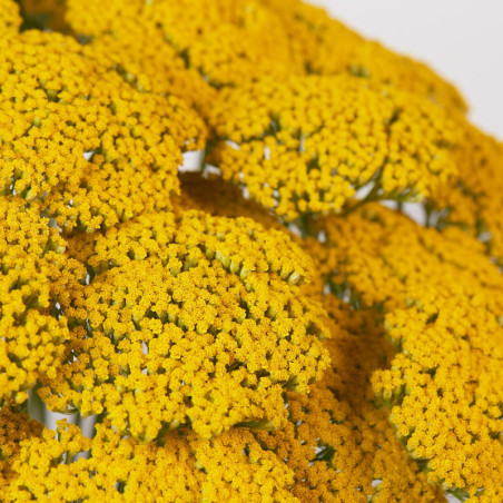 Achillea