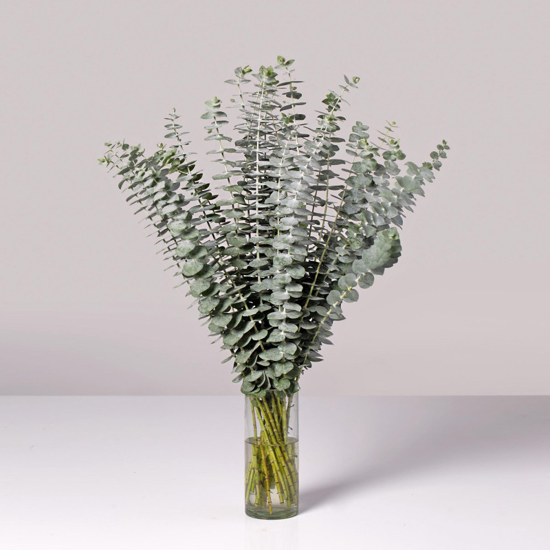 Eucalyptus Baby Blue