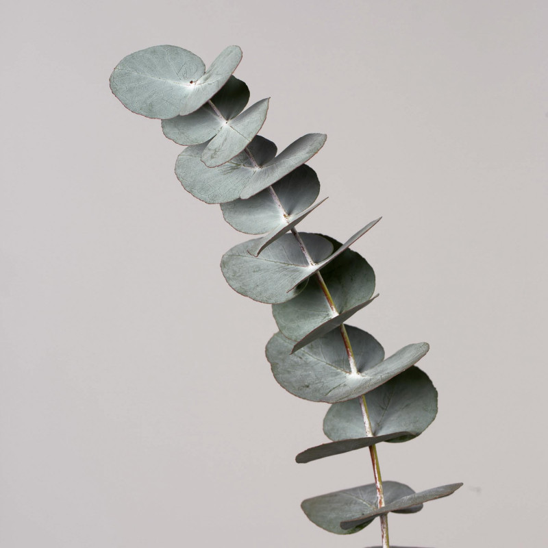 Eucalyptus Baby Blue