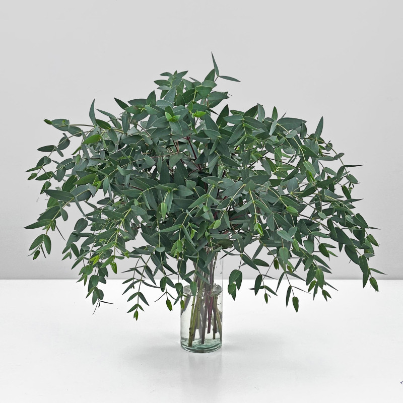 Eucalyptus Parvifolia