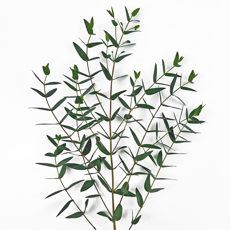 Eucalyptus Parvifolia