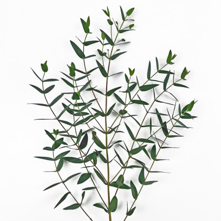 Eucalyptus Parvifolia