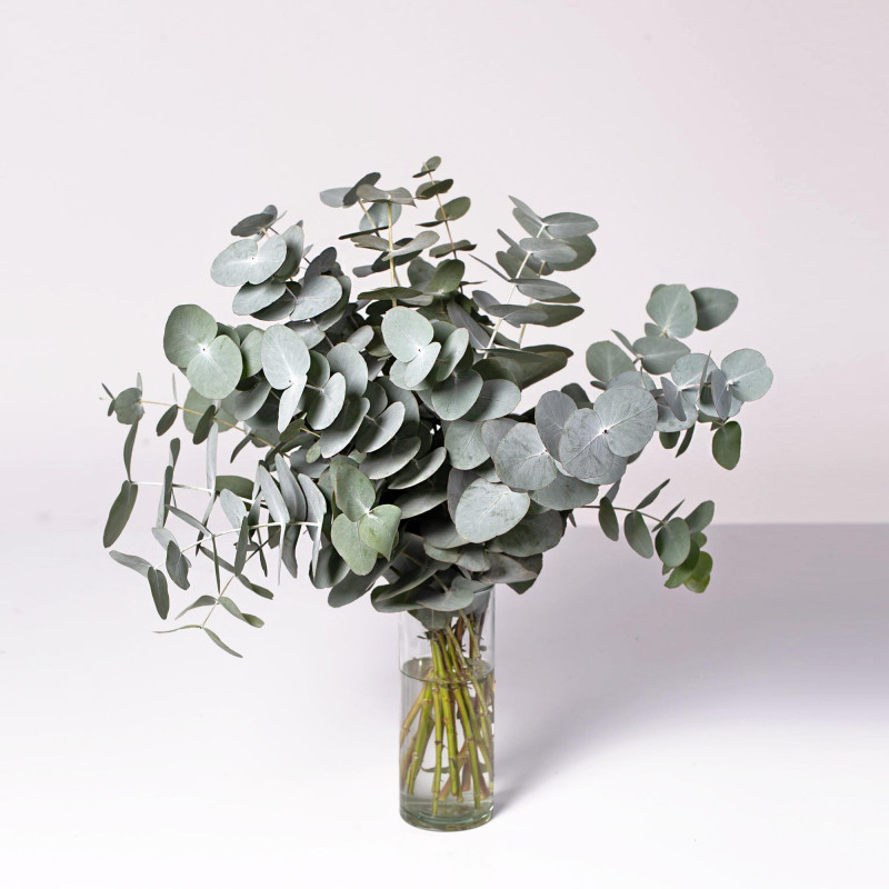 Eucalyptus Silver Dollar