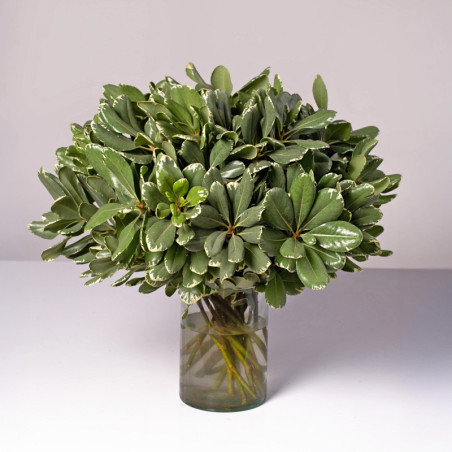 Pittosporum Variegated