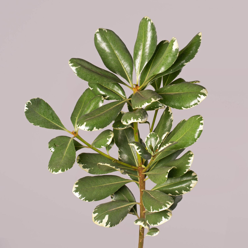 Pittosporum Variegated