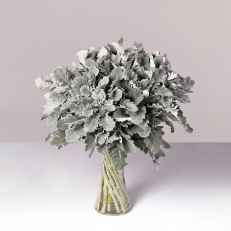 Dusty Miller