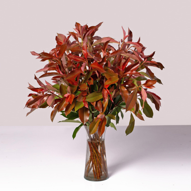 Photinia
