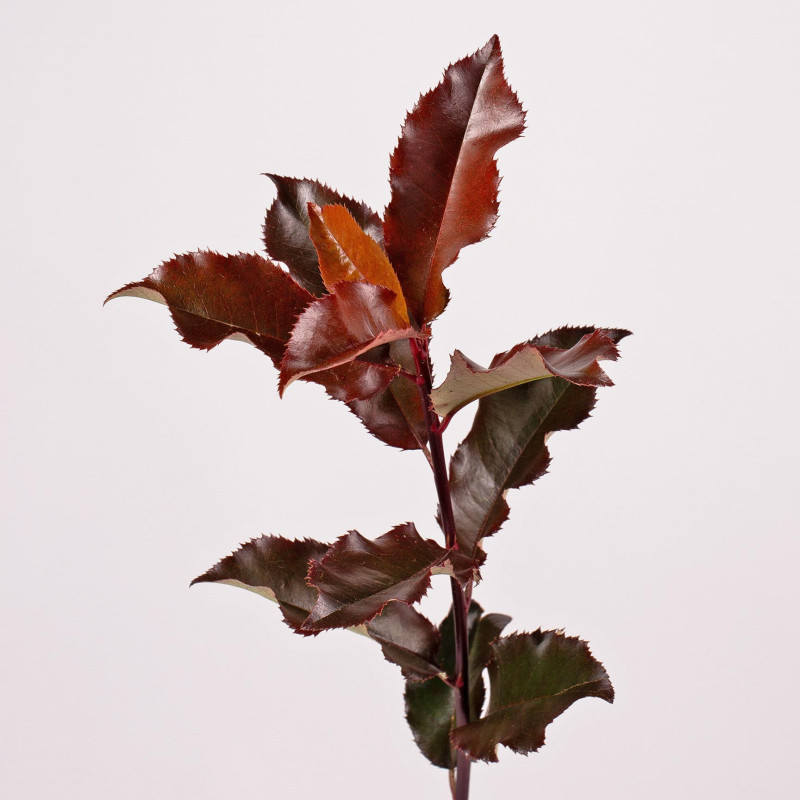 Photinia