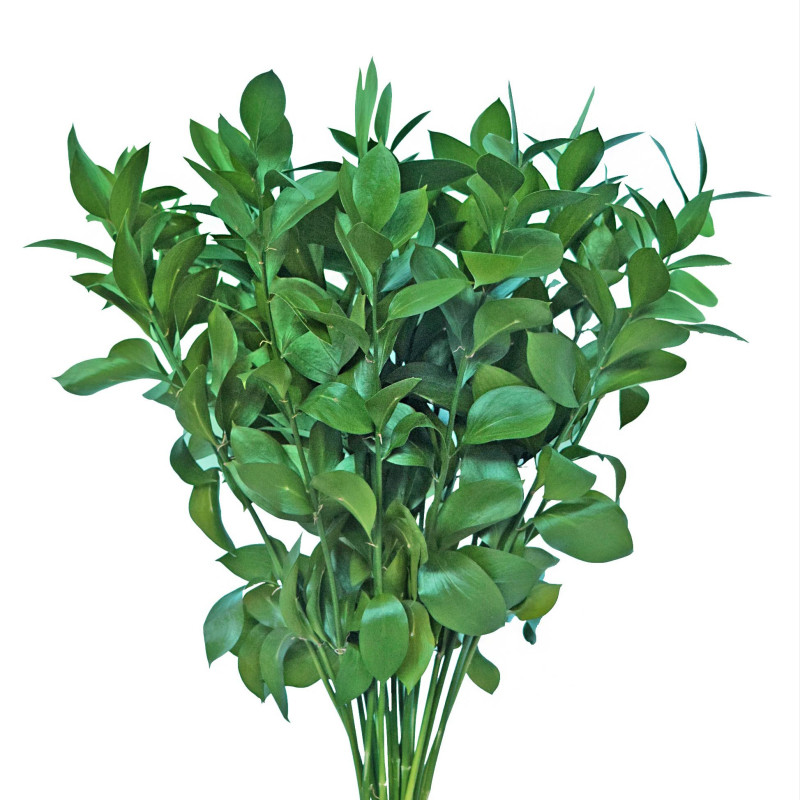 Ruscus