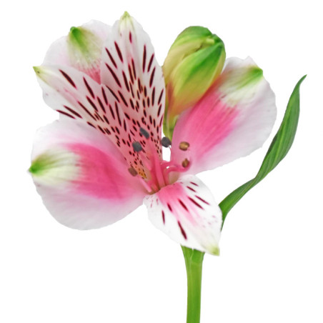 Alstroemeria