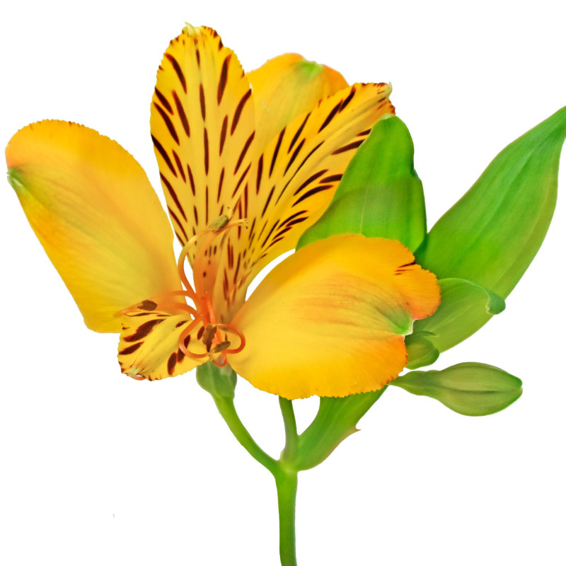 Alstroemeria
