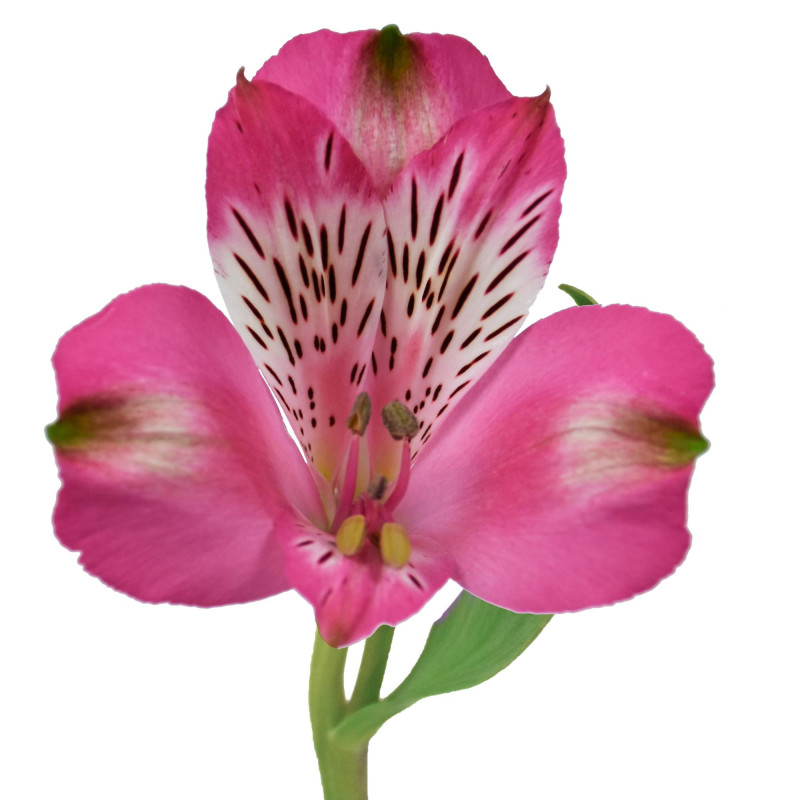 Alstroemeria