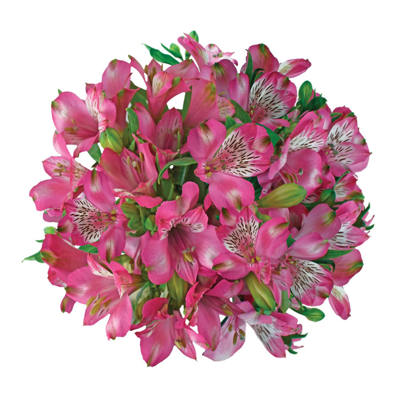 Alstroemeria