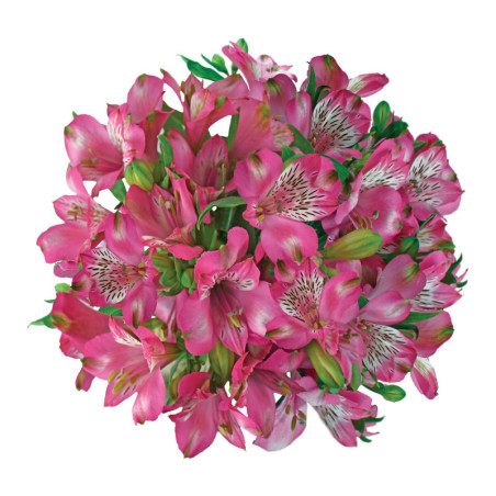 Alstroemeria