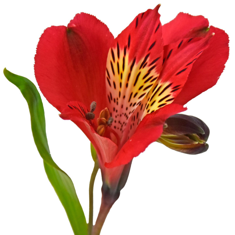 Alstroemeria