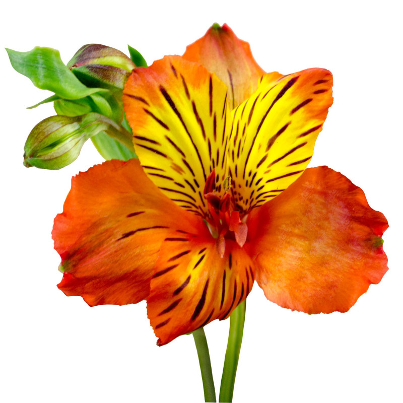 Alstroemeria