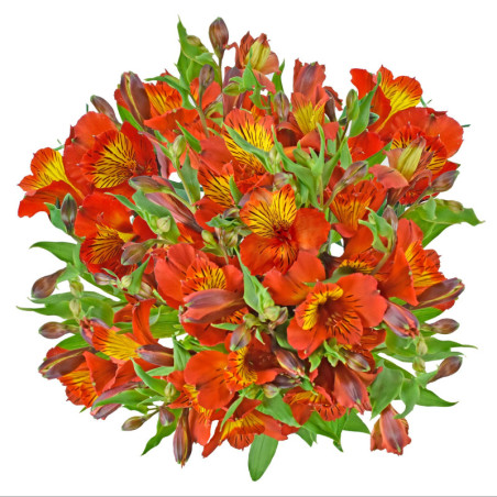 Alstroemeria