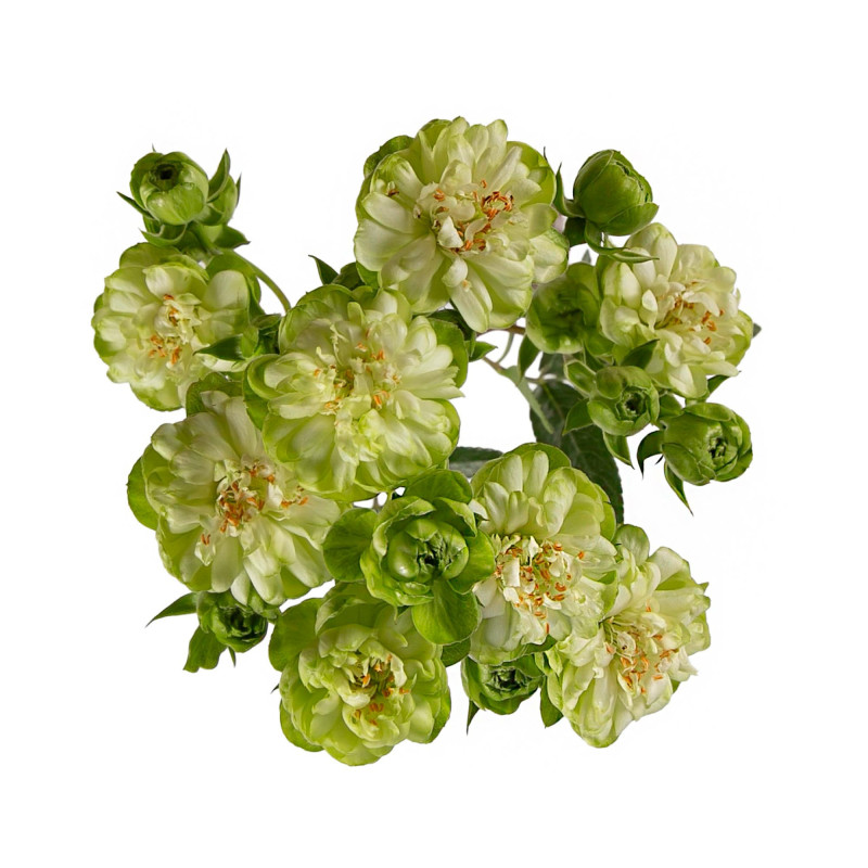 Japanese Wild Eclair