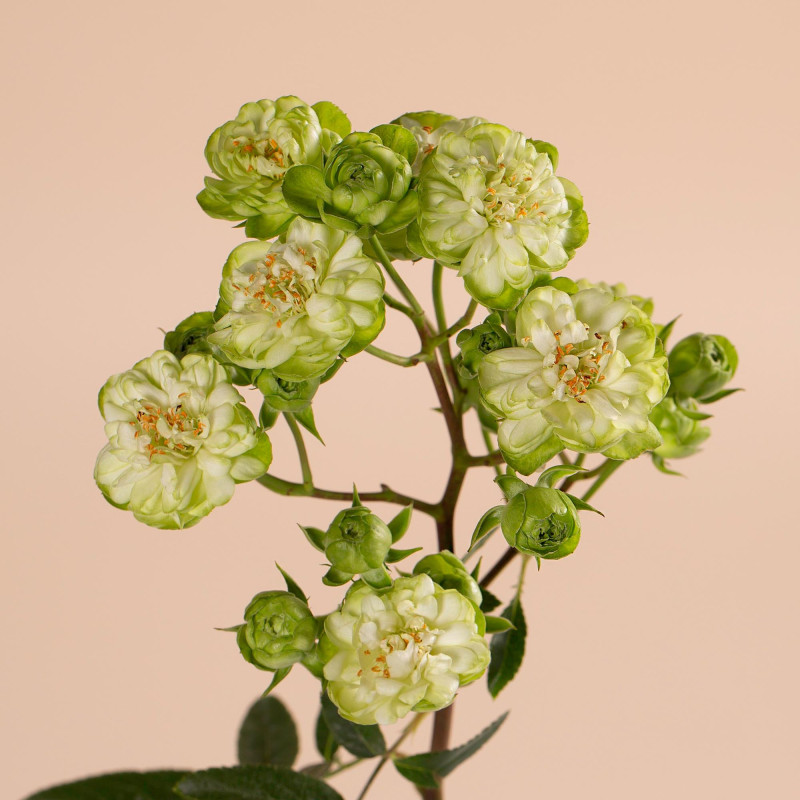 Japanese Wild Eclair