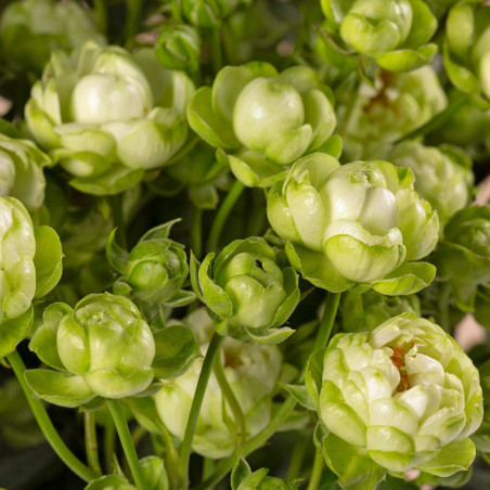 Japanese Wild Eclair