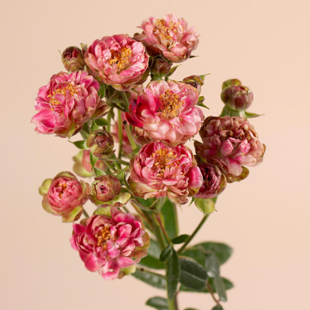 Japanese Wild Radish