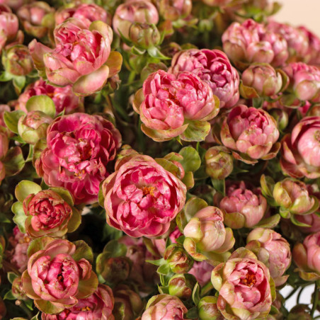 Japanese Wild Radish