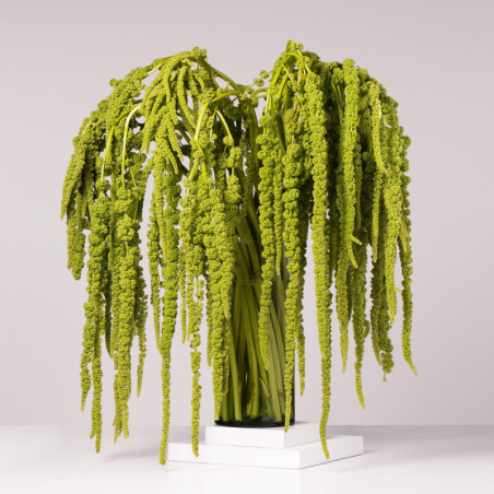 Amaranthus Hanging