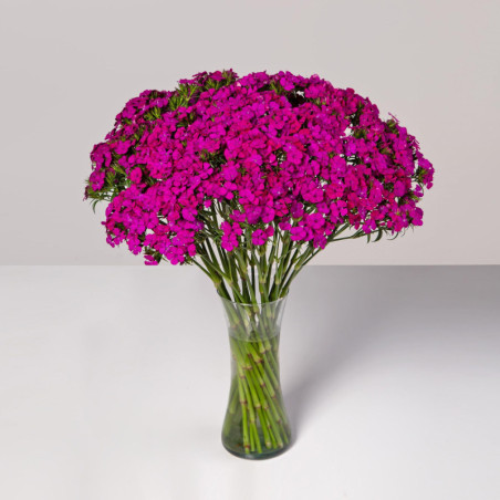 Dianthus