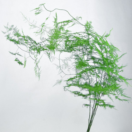 Asparagus Plumosus