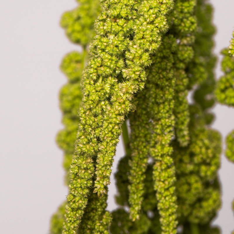Amaranthus Hanging